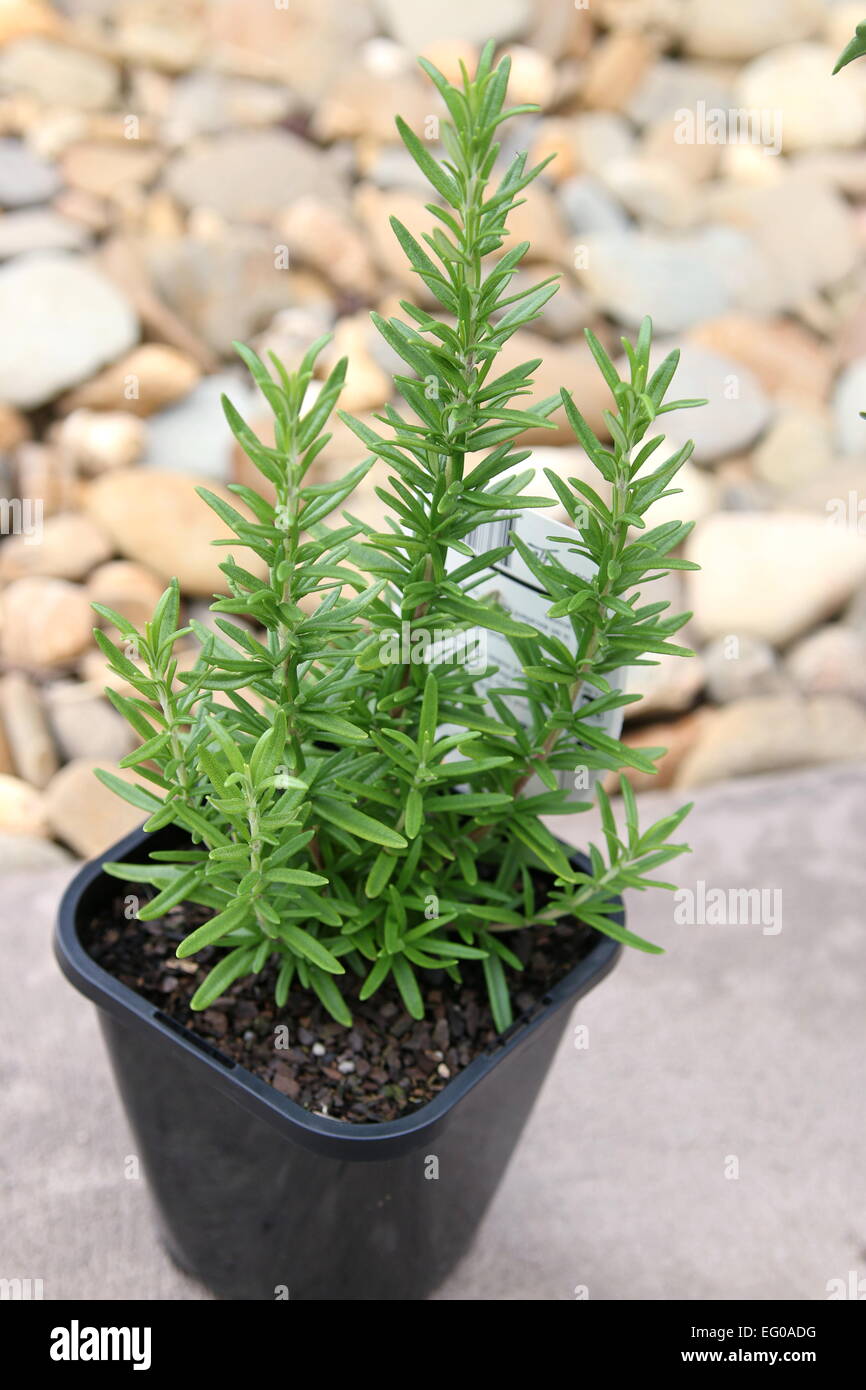Rosemary plant in a pot Stock Photo Alamy
