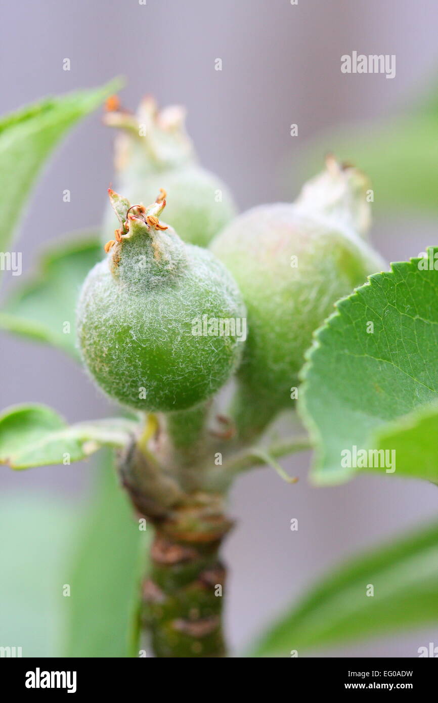 New growth apples forming on apple tree branch Stock Photo Alamy