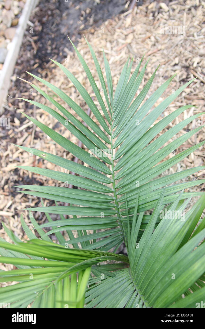 Majestic, Majesty palm leaves Stock Photo