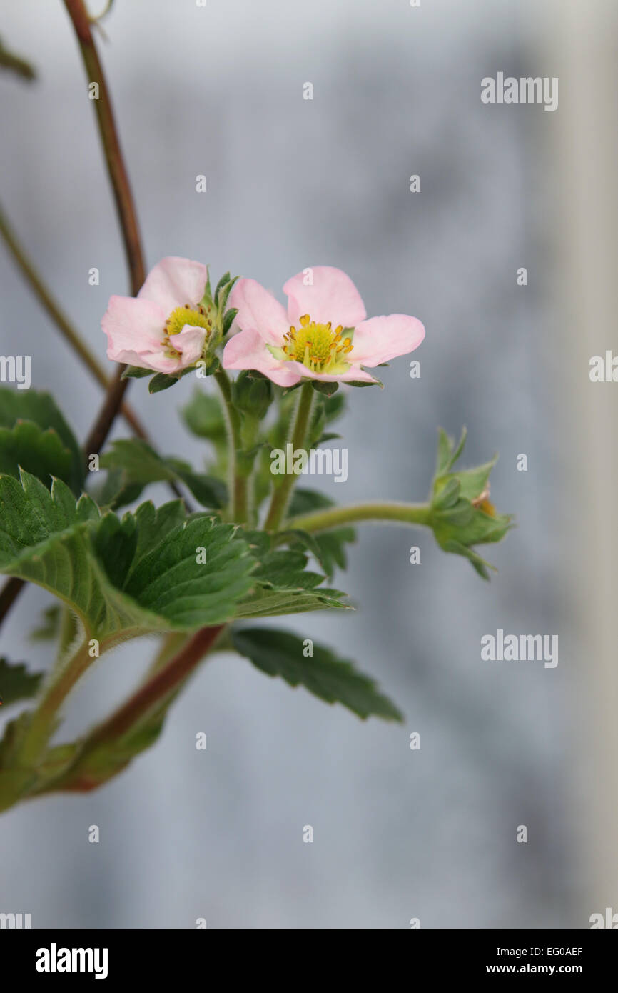 Strawberry flower buds hi-res stock photography and images - Alamy
