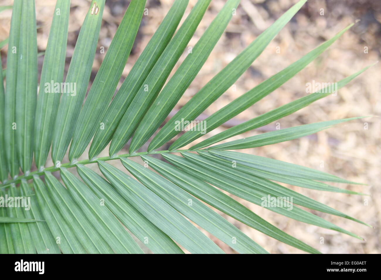 Ravenea rivularis, palm, majestic, majesty, leaves Stock Photo