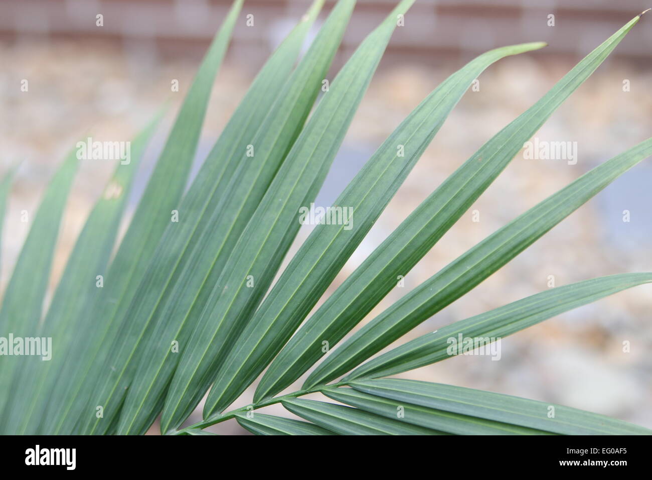 Close up of Majesty Palm leafs ravenea rivularis leaf Stock Photo