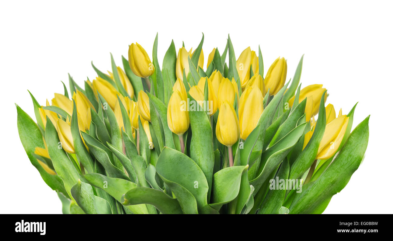 yellow tulips bouquet , isolated on white background Stock Photo - Alamy