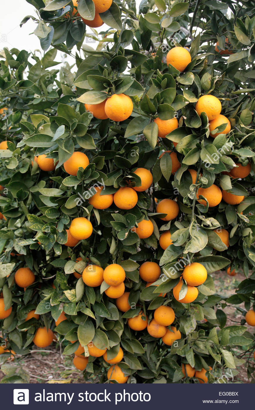 Citrus Sinensis Valencia Stock Photos & Citrus Sinensis Valencia Stock