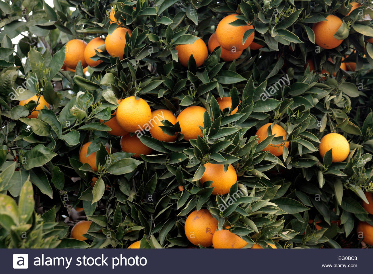 Citrus Sinensis Valencia Stock Photos & Citrus Sinensis Valencia Stock