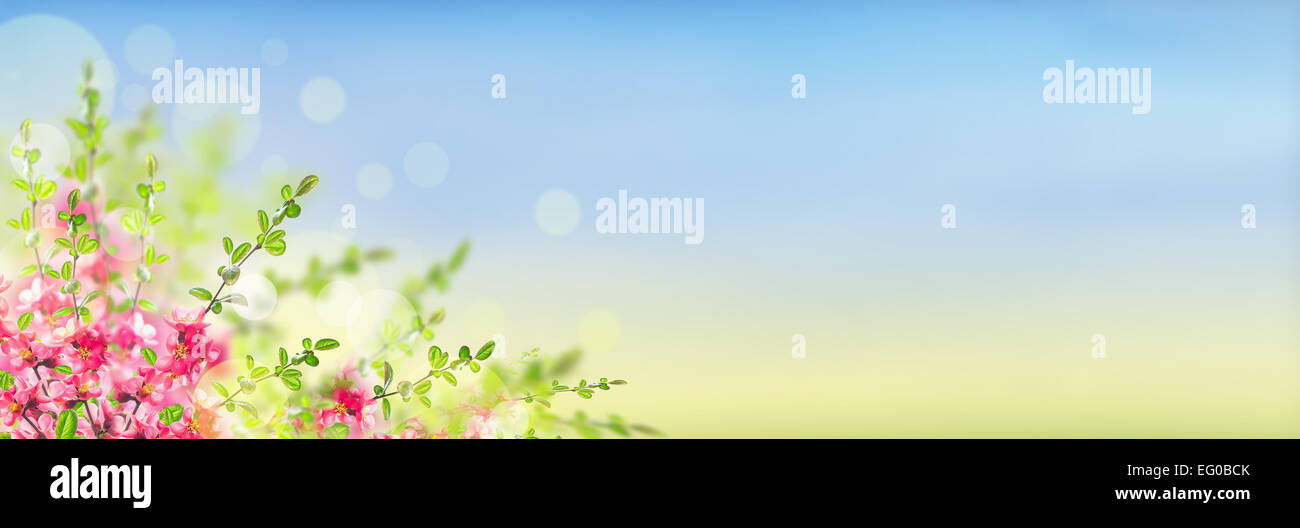 Pink blooming Japanese quince bush on sunny landscape background with bokeh, banner for website Stock Photo