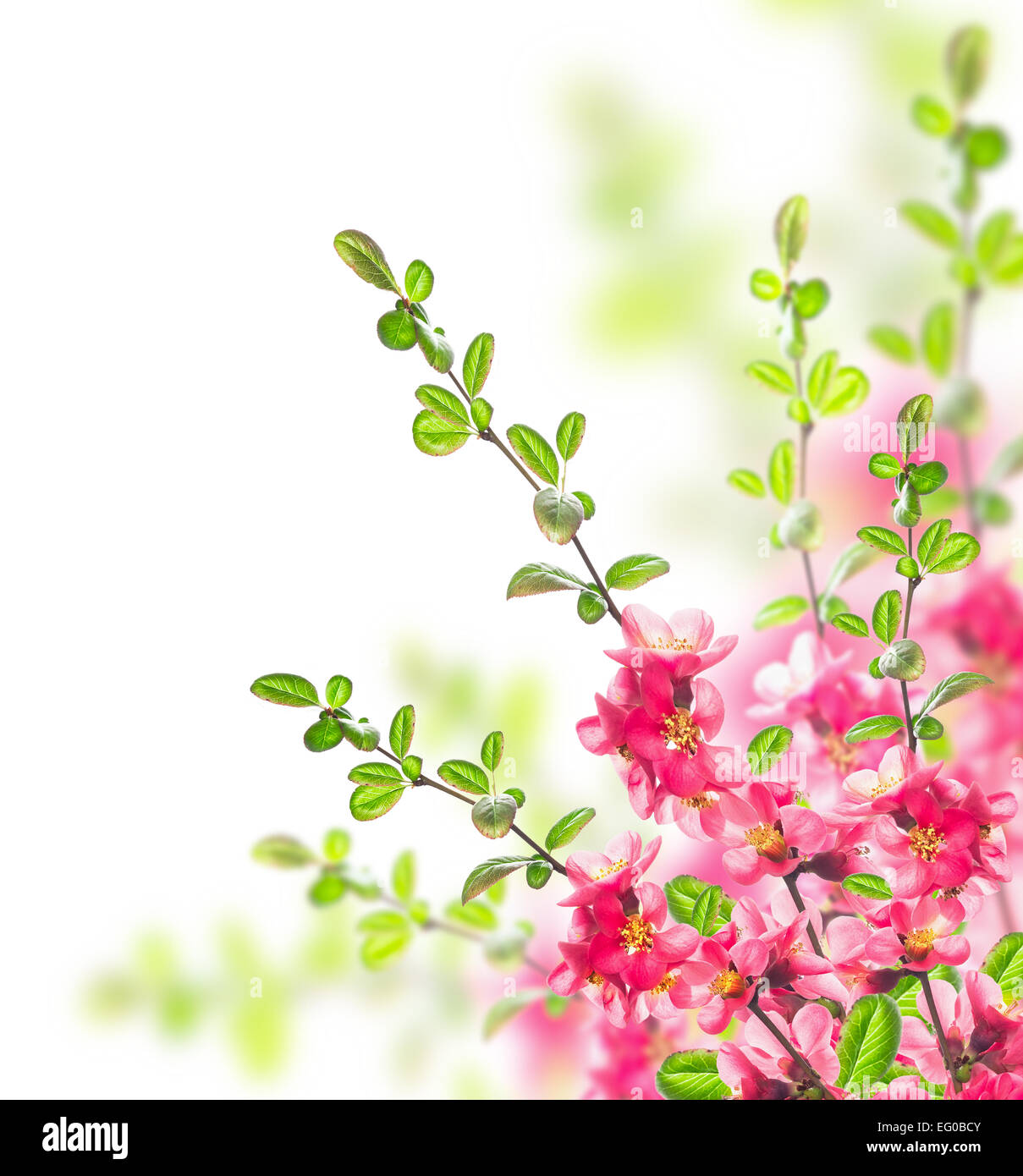 Bush with bright pink flowers, green leaves and young  twigs on white background Stock Photo
