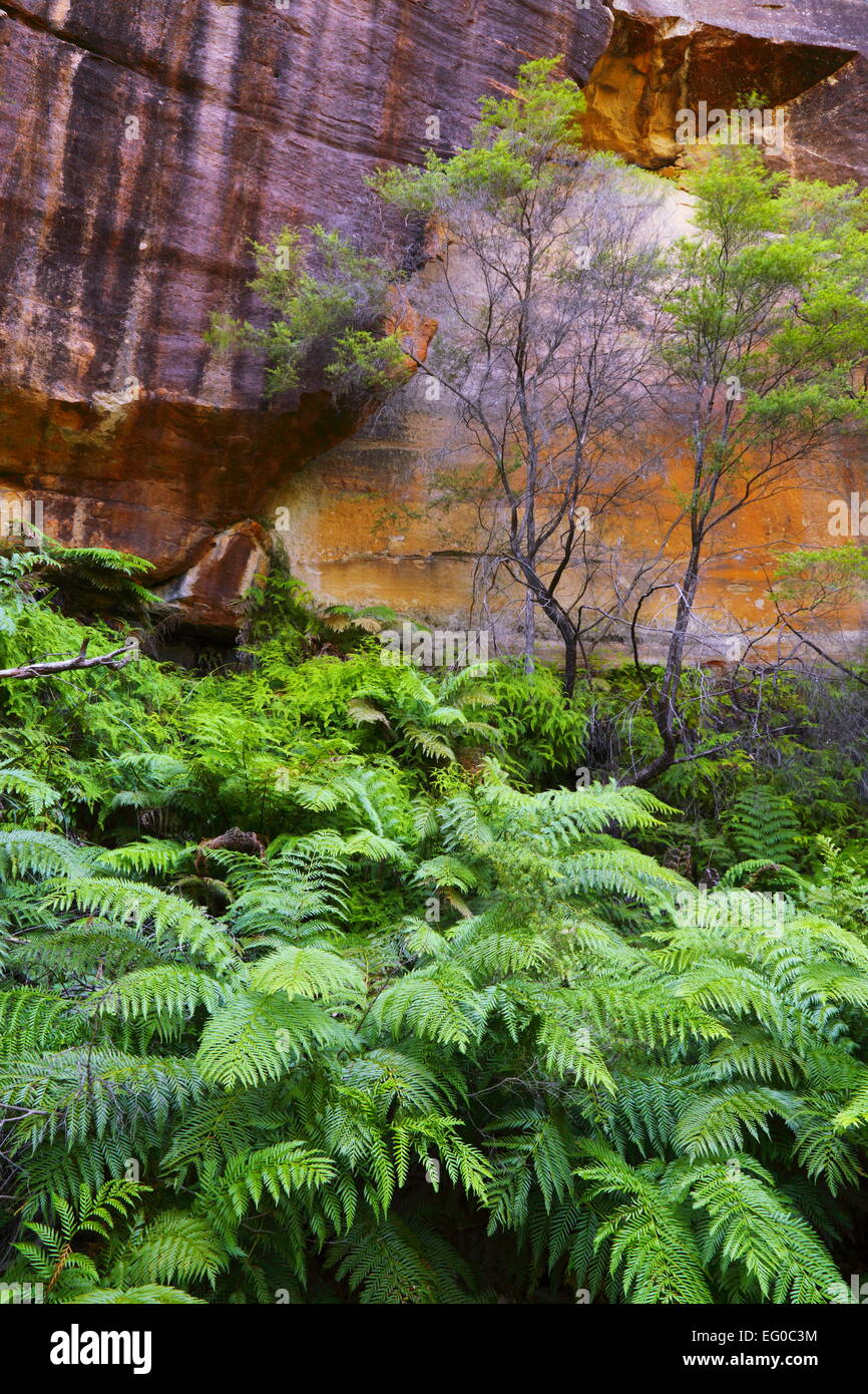 A red cliff face are surrounded by lush ferns in the Wollemi National