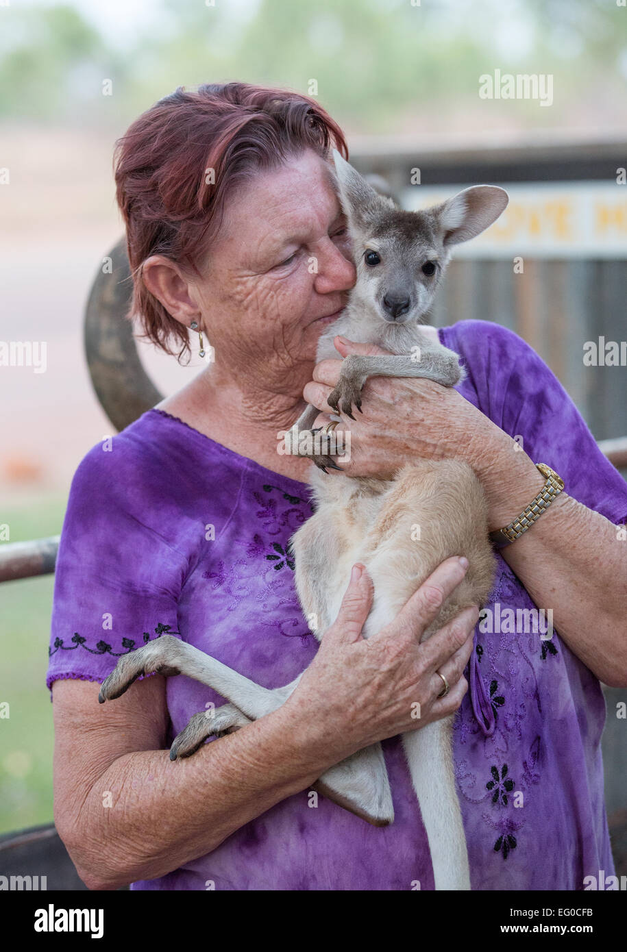 Orphaned joey at the Grove Hill Hotel, DouglasDaly, NT, Australia Stock Photo Alamy