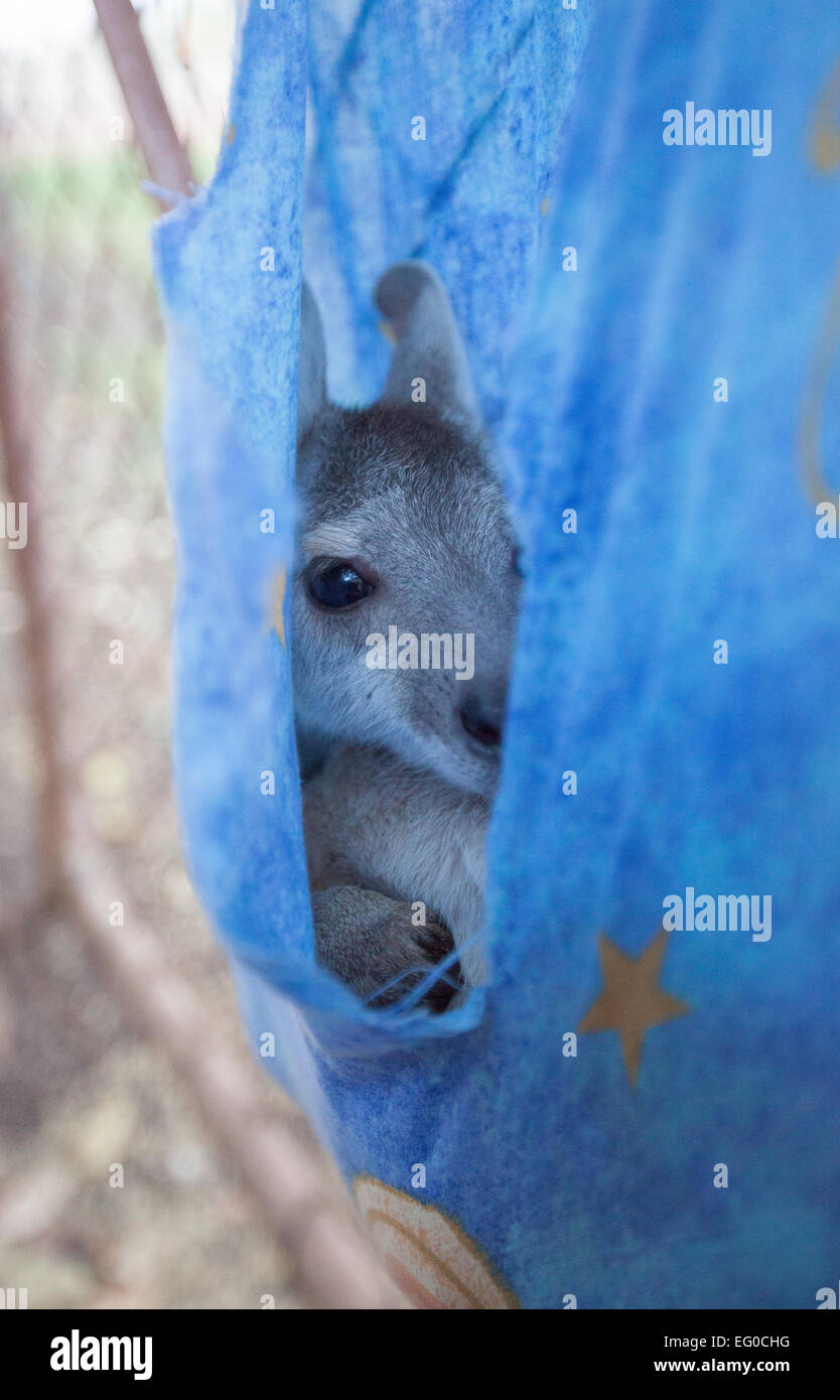 Orphaned joey at the Grove Hill Hotel, DouglasDaly, NT, Australia Stock Photo Alamy