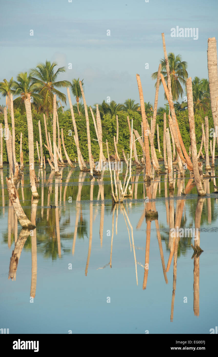 DOMINICAN REPUBLIC. Palm tree trunks reflected in swampy waters at Punta Cana lagoon. Stock Photo