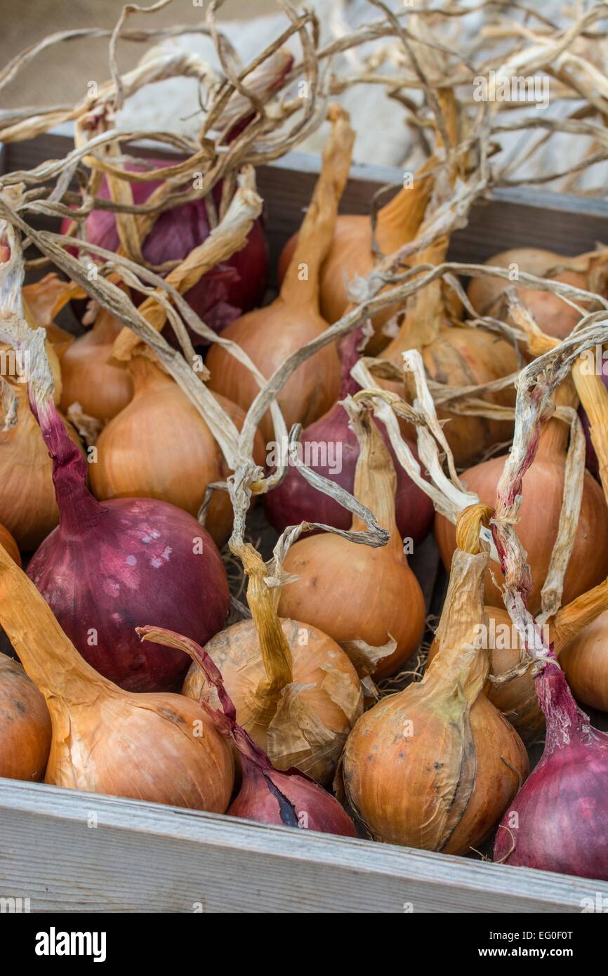 Home grown onions Stock Photo
