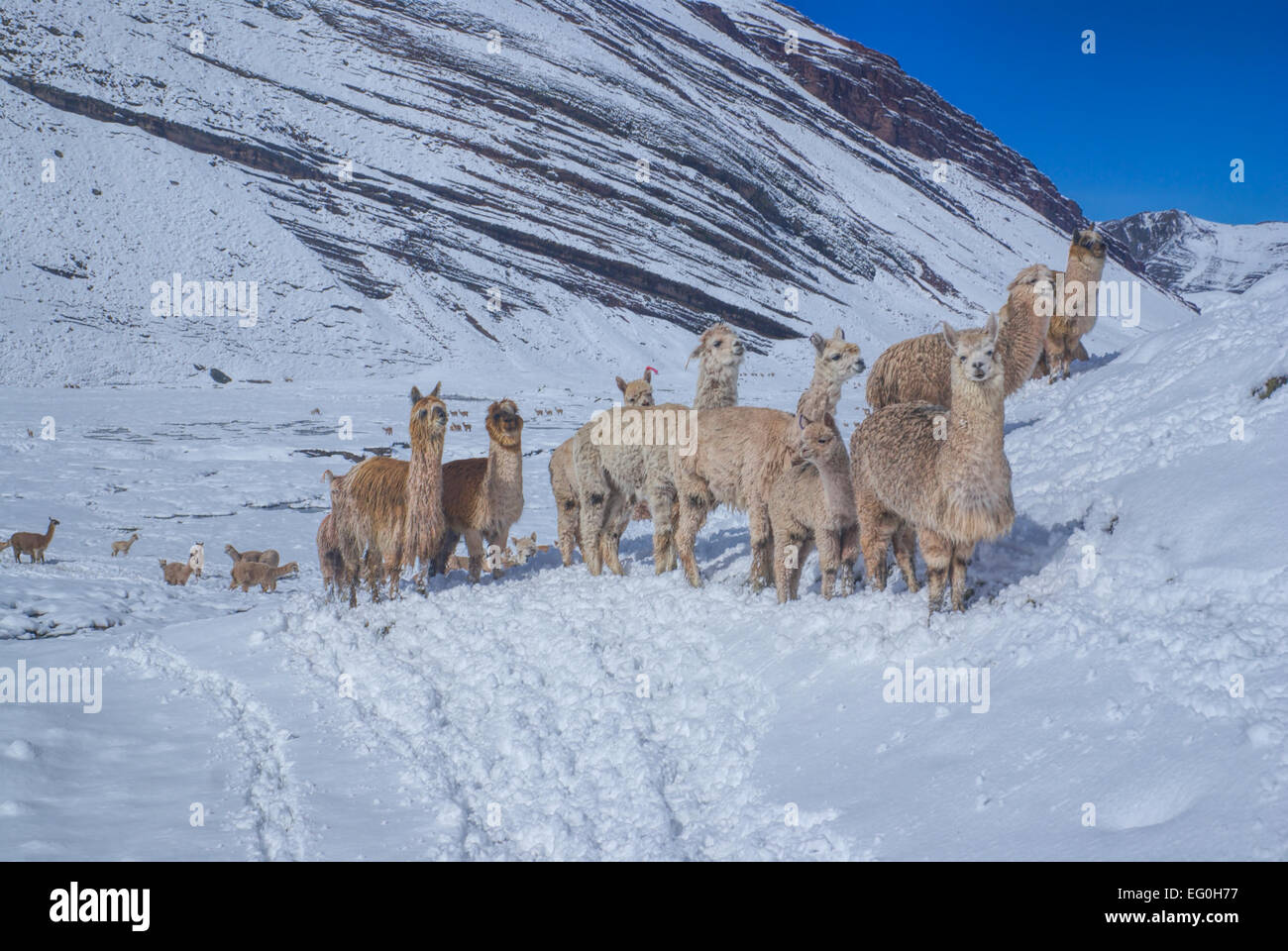 Herd of domestic alpacas on snow in high altitudes in peruvian Andes ...