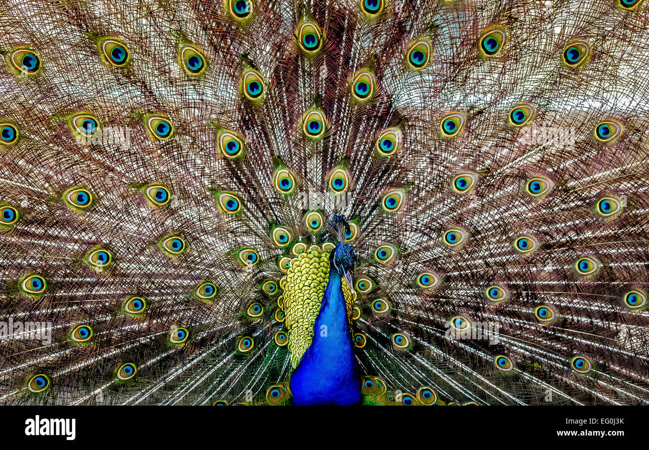 Portrait of a peacock, Perth, Australia Stock Photo Alamy