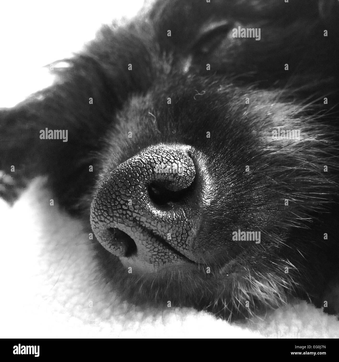 Close-up of puppy dog nose Stock Photo - Alamy