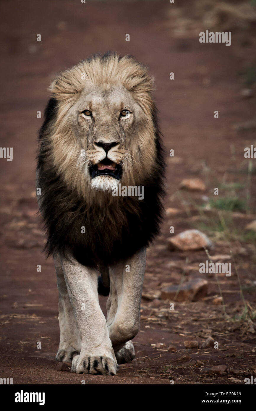 Southern Africa, Lion walking along dirt road Stock Photo