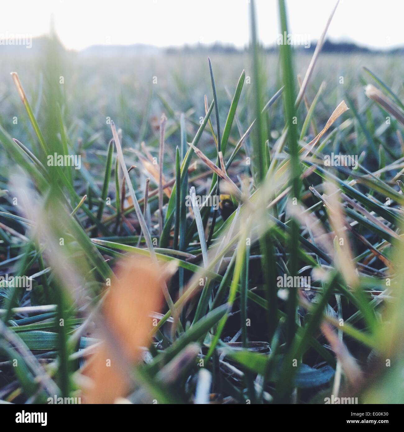 Close up of grass hi-res stock photography and images - Alamy