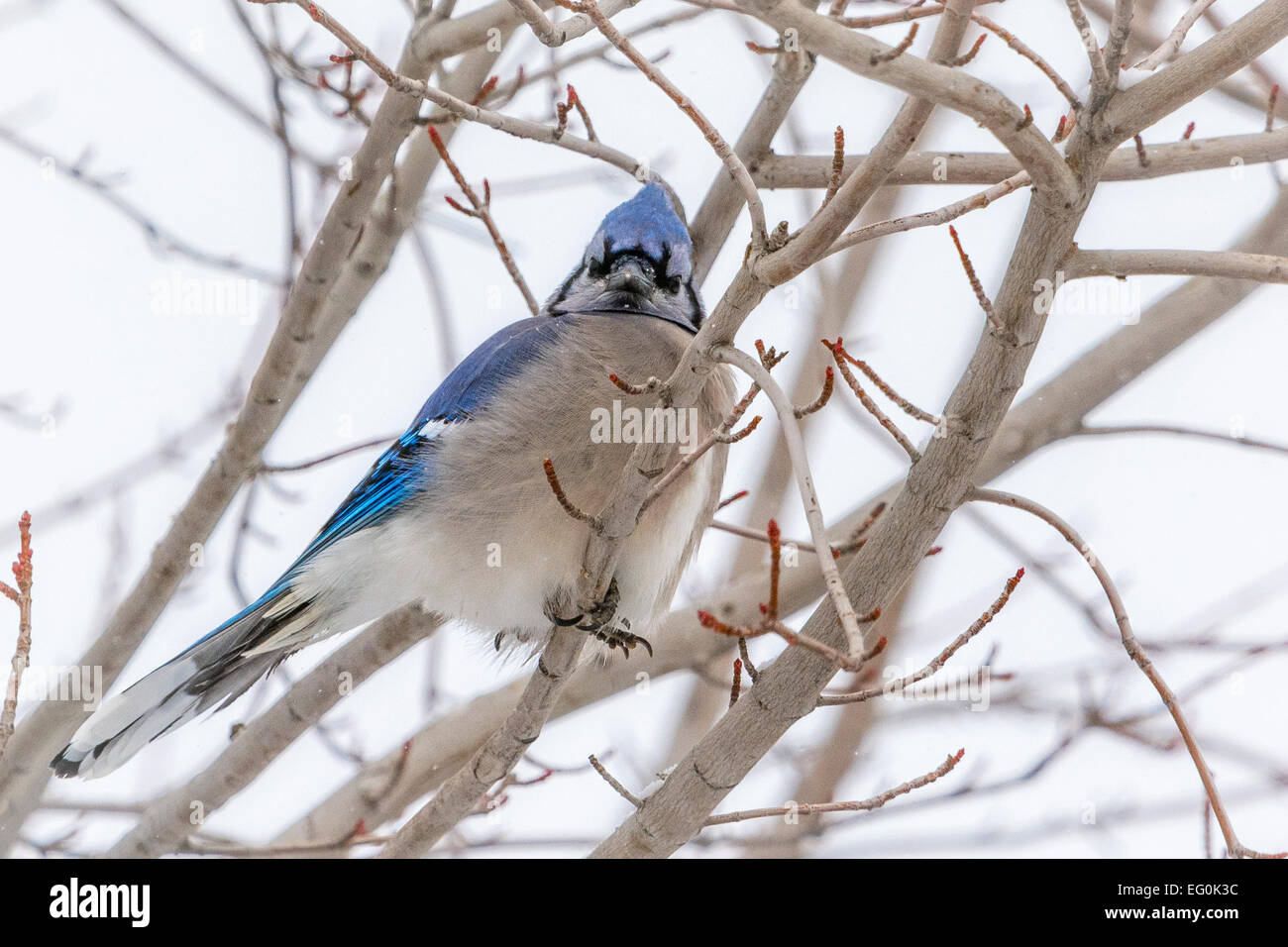 USA, Colorado, Blue Jay in tree Stock Photo