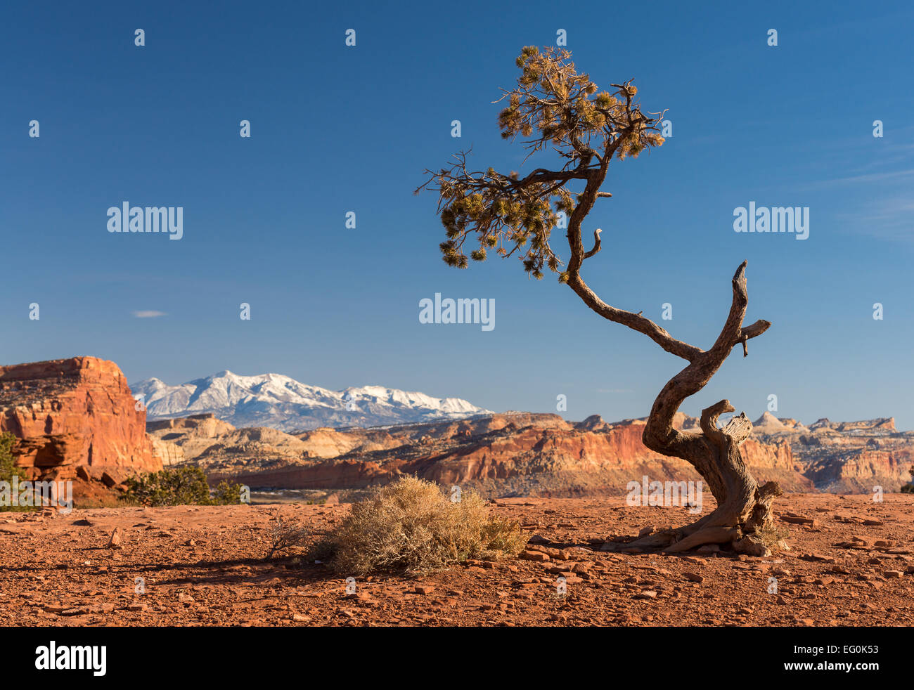 Stand alone tree hi-res stock photography and images - Alamy