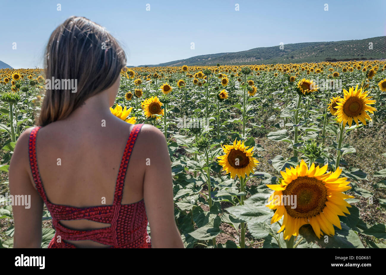 Rear view of a woman standing in a sunflower field Stock Photo - Alamy