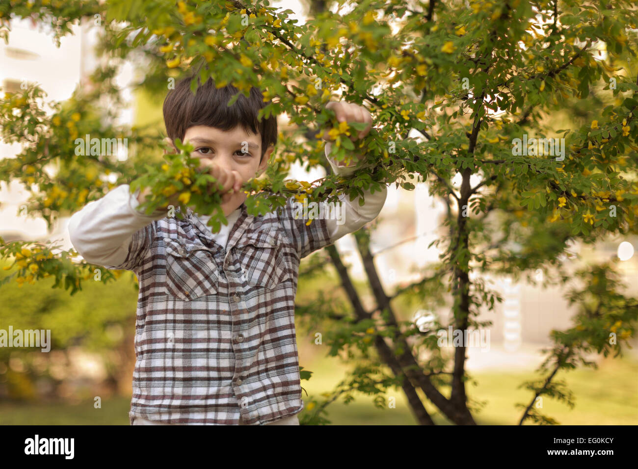 Young boy (4-5) hiding behind tree Stock Photo
