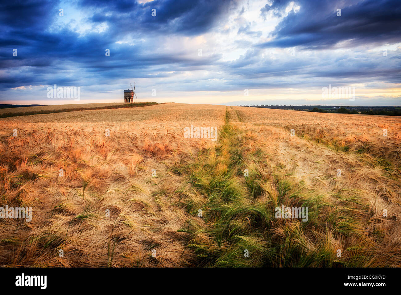 Windmill in a barley field, Chesterton, Warwickshire, England, UK Stock Photo