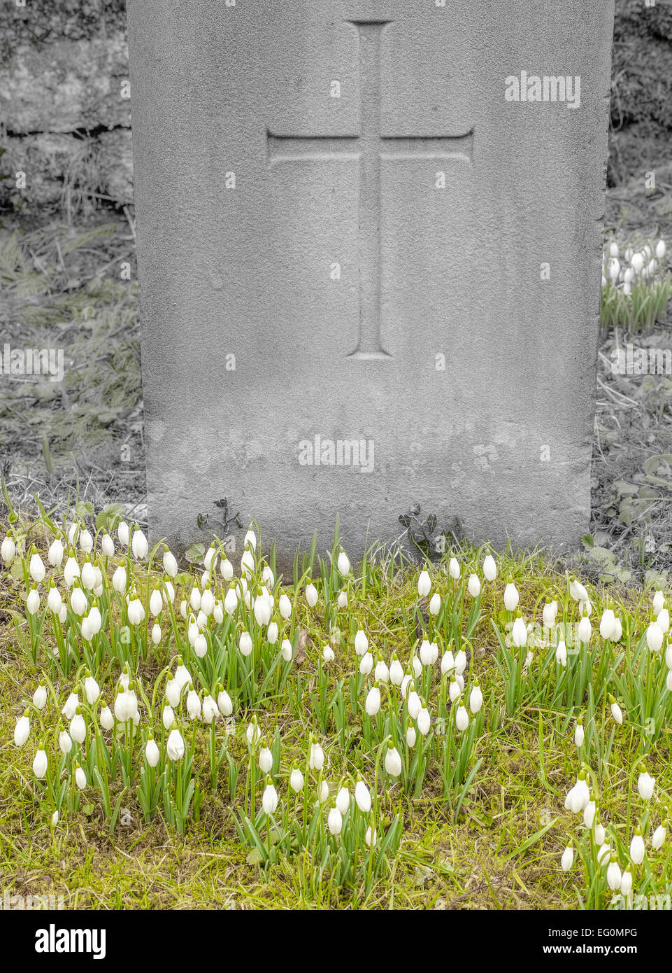 Snowdrops bloom on a grave in front of a tombstone as a sign that life follows death just as spring follows winter Stock Photo