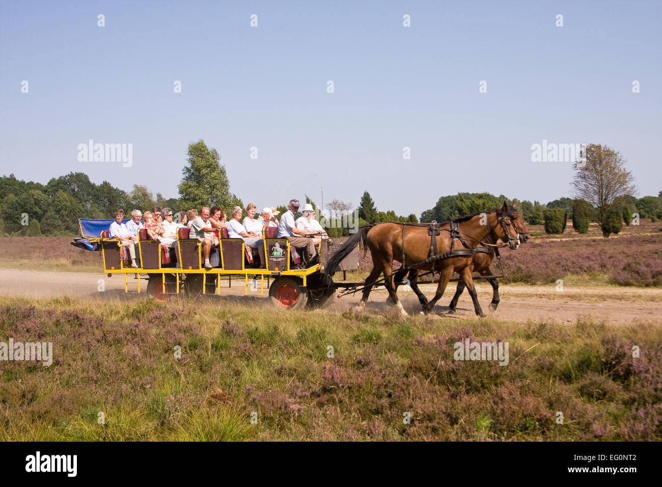 Horse carriage ride in the Lüneburg Heath, Lower Saxony, Germany, Europe Stock Photo