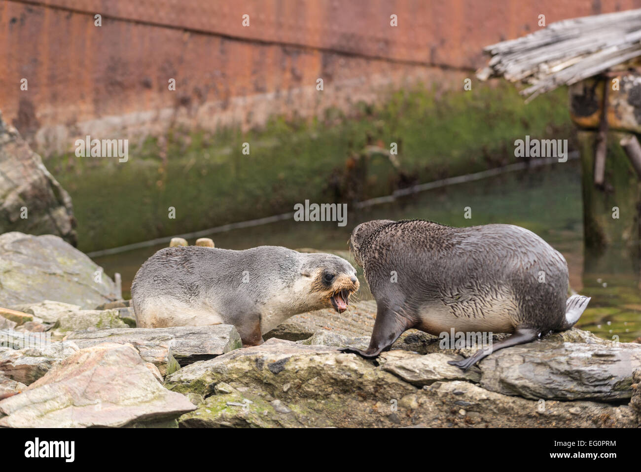 Young fur seals play fighting at Grytviken whaling station, South Georgia, Antarctica Stock Photo
