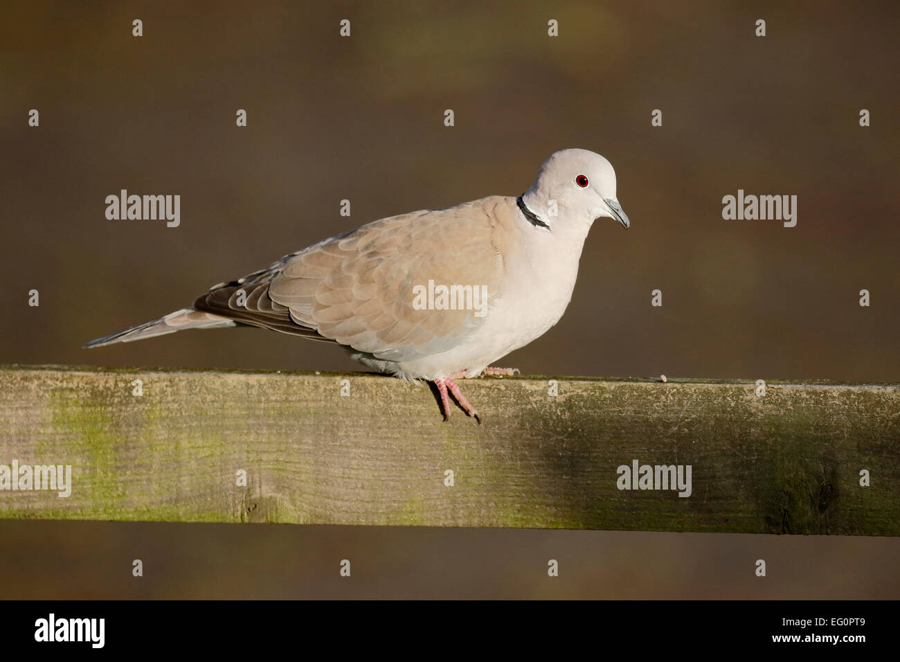 Collared dove, Streptopelia decaocto, single bird on fence, Dumfries
