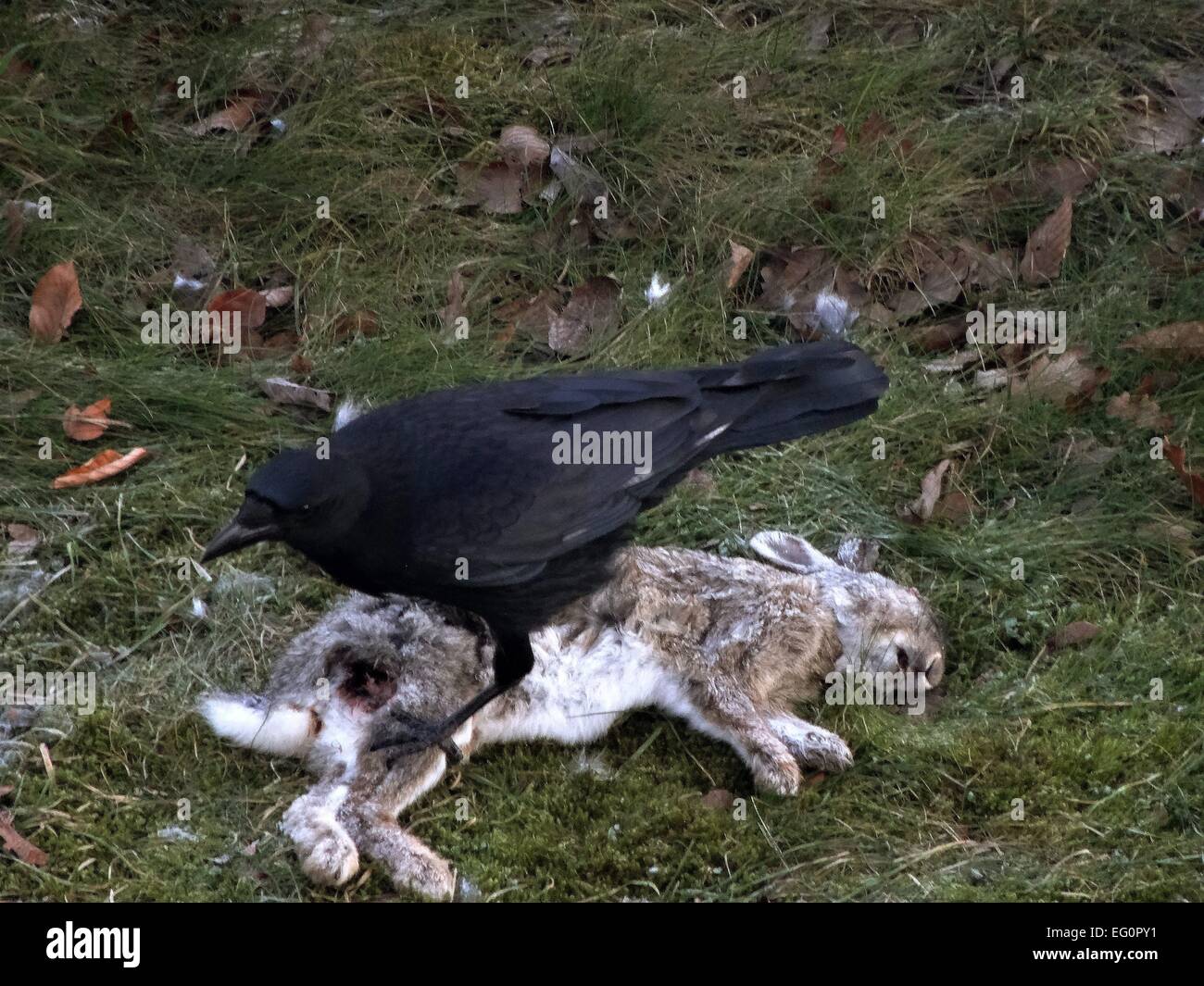 Black Raven seats carefull at the died Rabbit Photo 2/7/2015 lat. Corvus Corone versus Oryctolagus cuniculus Stock Photo