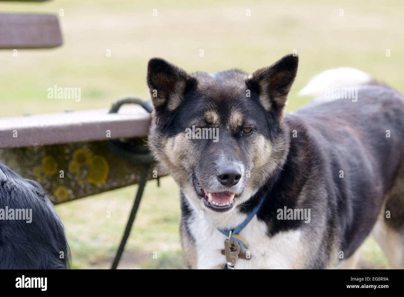 Akita dog standing by wooden bench Stock Photo - Alamy