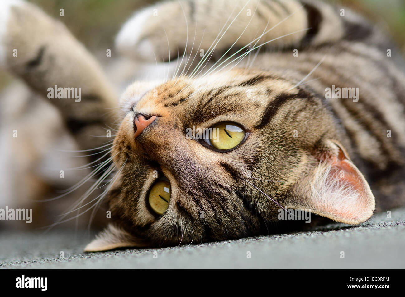 Tabby cat laying upside down in the sun on shed roof Stock Photo Alamy