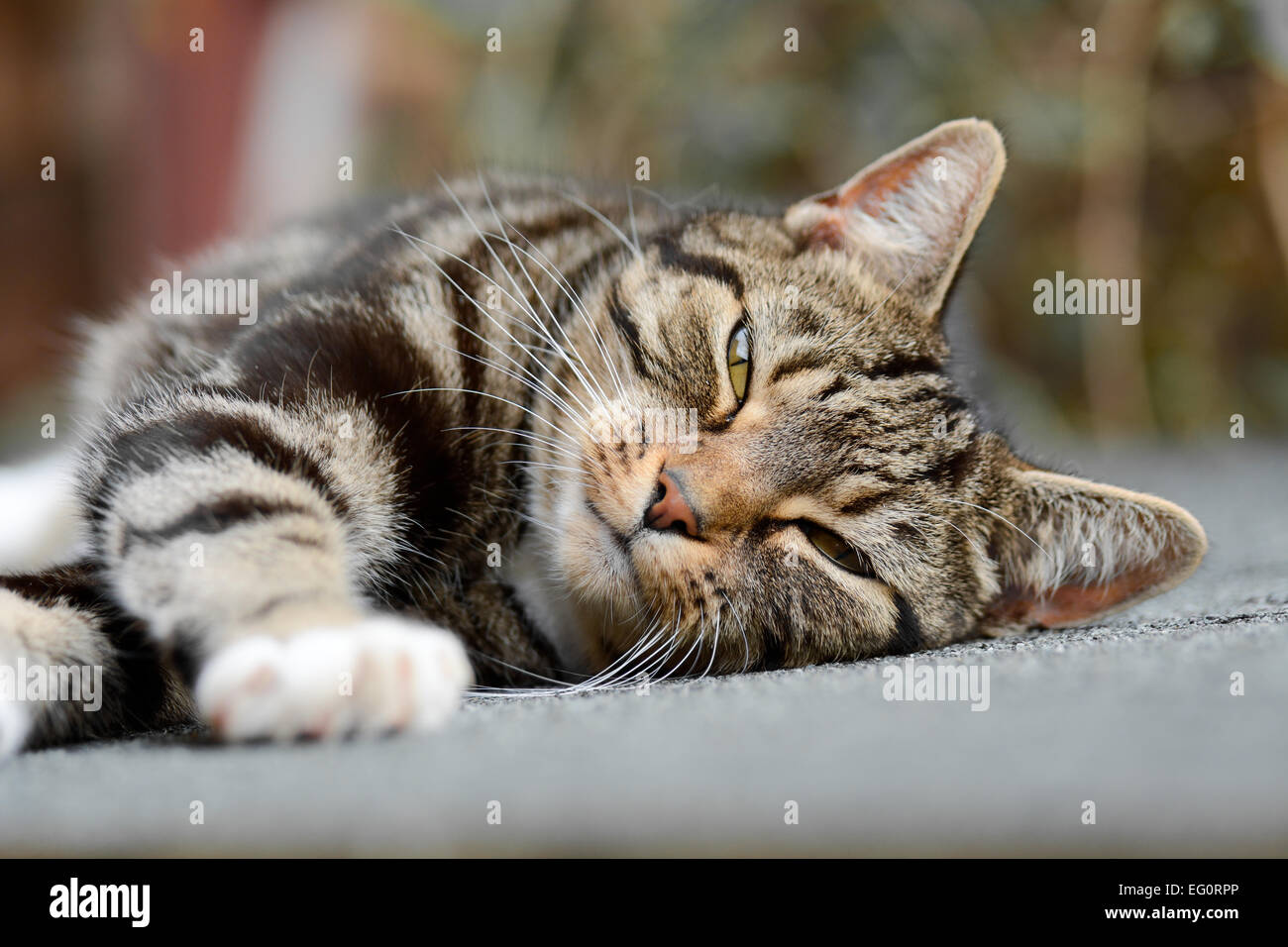 Tabby cat laying on side in the sun on shed roof Stock Photo