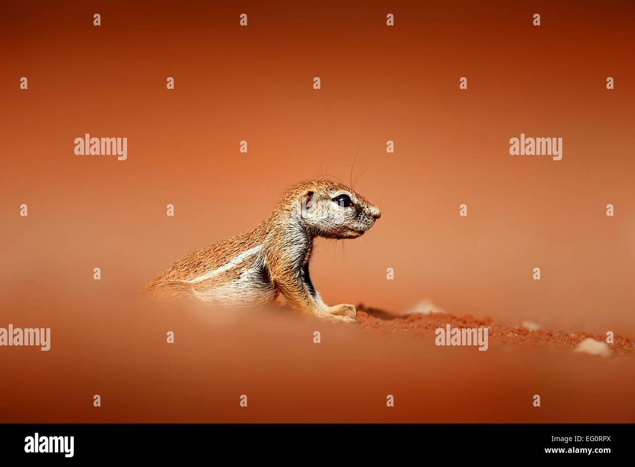 Ground squirrel on red desert sand at a low angle (Xerus inaurus