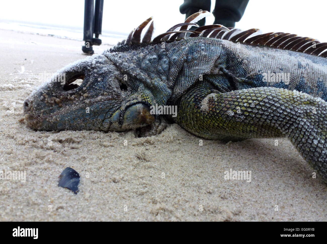 HANDOUT - Ein toter grüner Leguan liegt auf dem undatierten Handout-Foto am Strand der Vogelinsel Mellum (Niedersachsen). Das etwa 1, 70 Meter lange Tier hat seinen natürlichen Lebensraum in Südamerika hat wurde bei einer Vogelzählung gefunden. Foto: Silke Schmidt/dpa ACHTUNG: Nutzung nur zu redaktionellen Zwecken in Zusammenhang mit der aktuellen Berichterstattung und bei vollständiger Nennung der Quelle: Silke Schmidt/dpa (zu lni 'Grüner Leguan auf Vogelinsel Mellum gefunden' vom 13.02.2015)    (c) dpa - Bildfunk    Stock Photo