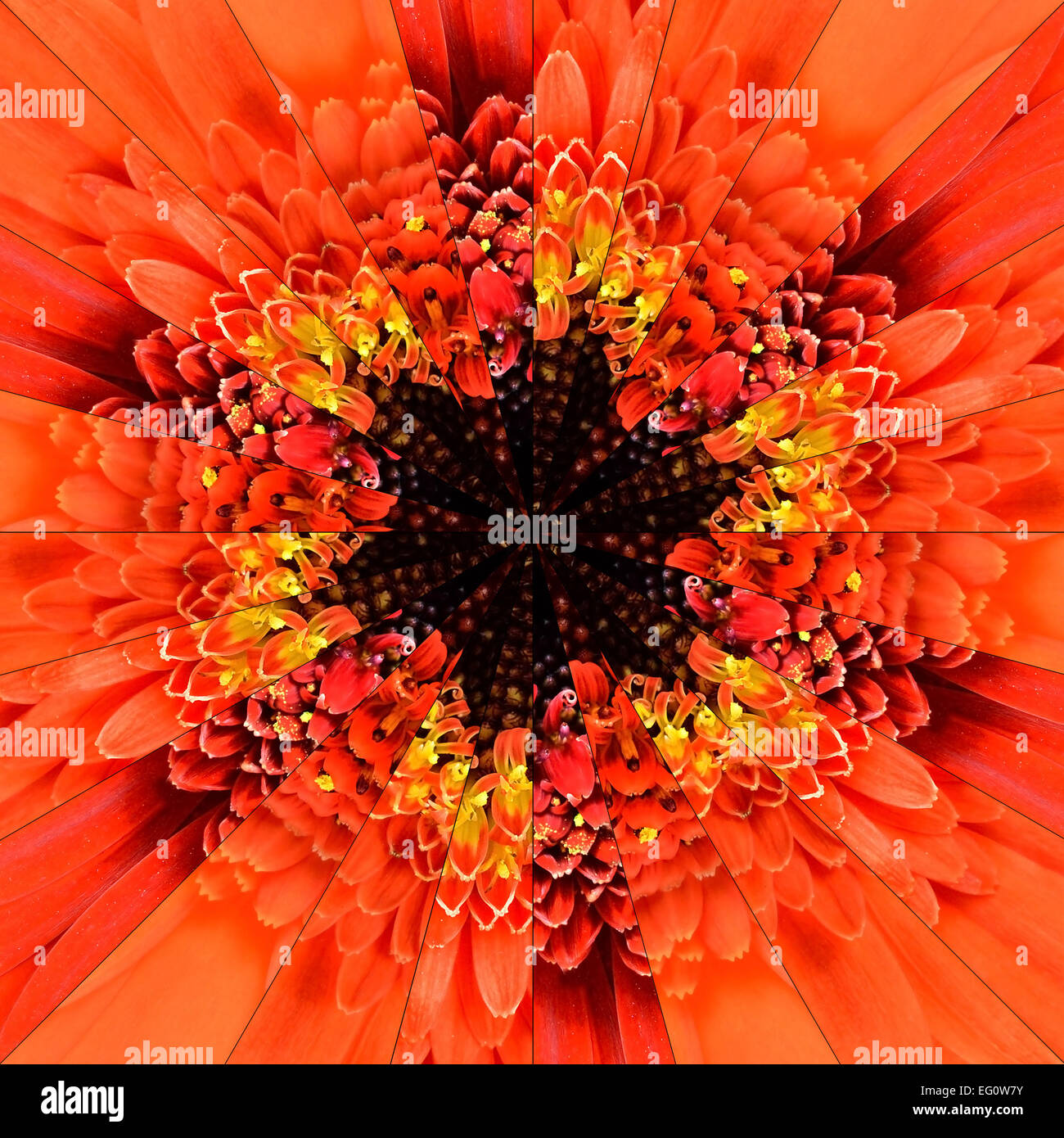 Orange Flower Center Symmetric Collage Made of Collection of Various Wildflowers. Pieces are