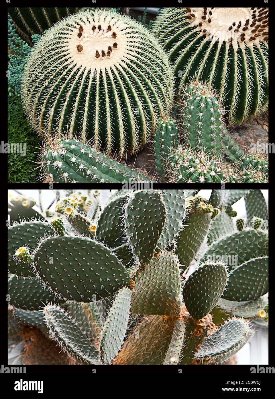 Collage of  echinocacti succulent and tropical plants Stock Photo