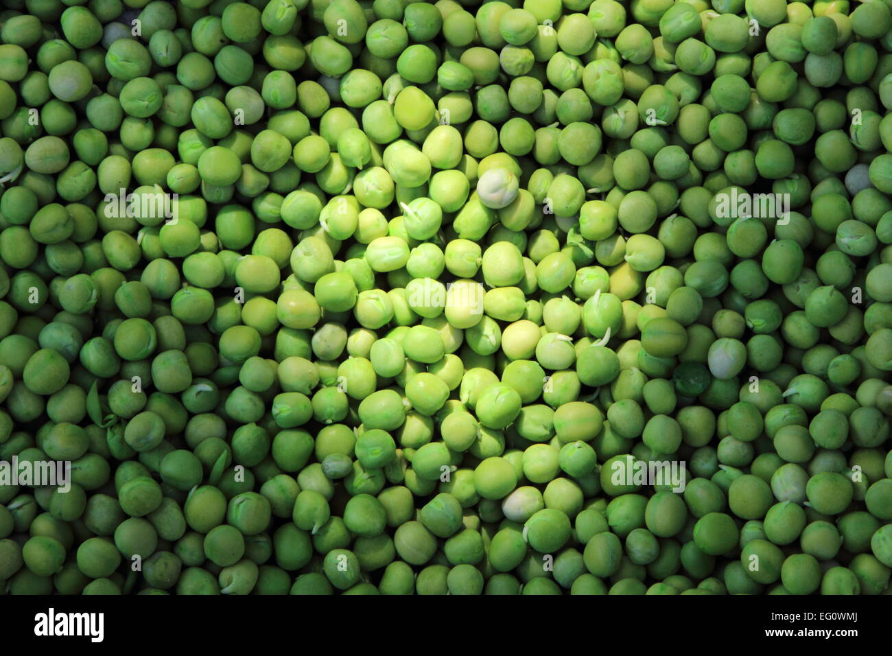 Pea or green peas india Stock Photo Alamy