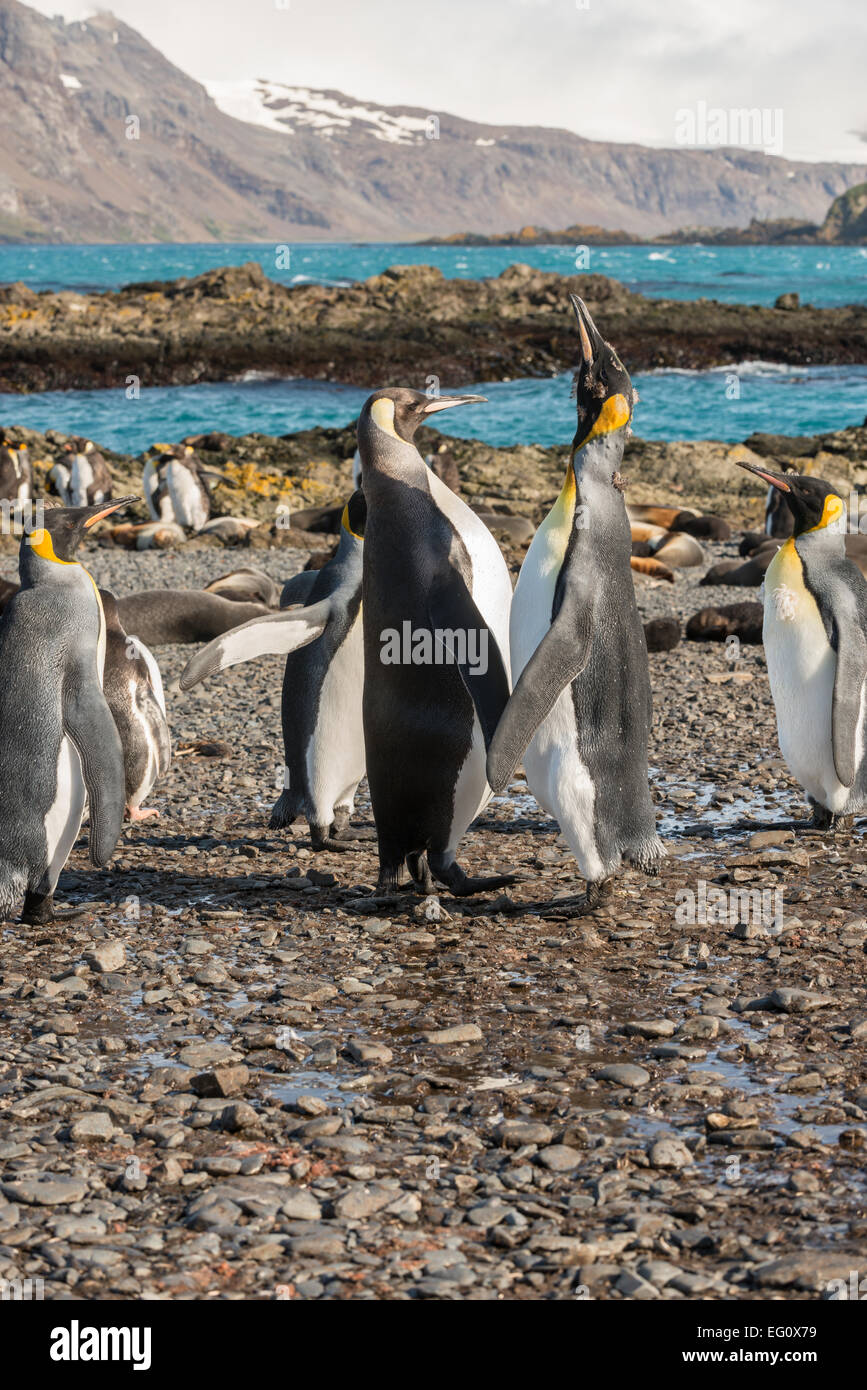 King penguin (Aptenodytes patagonicus) posturing, late afternoon at Prion Island in the Bay of Isles, South Georgia and Sandwich Stock Photo