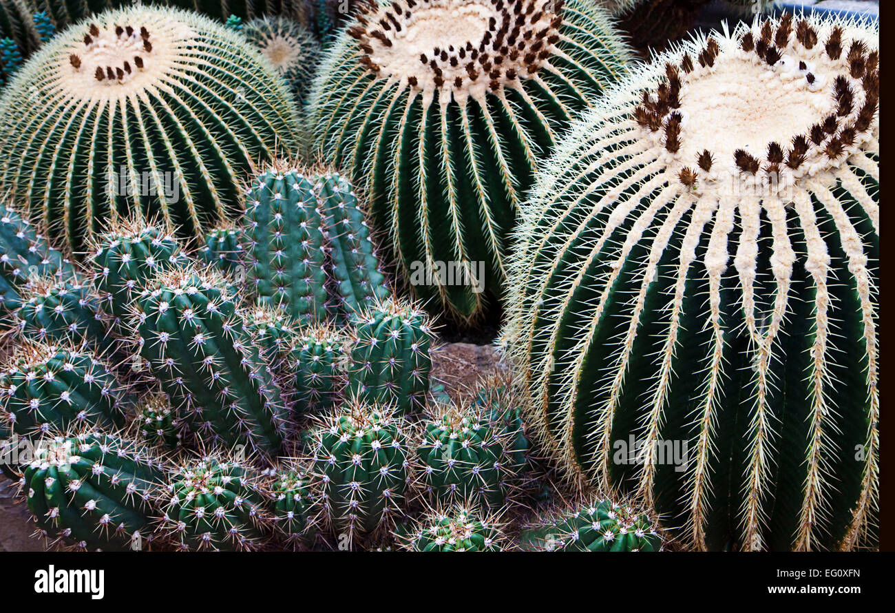 Variety of Echinocacti close up, Echinocactus grusonii and sea urchin cactus Stock Photo