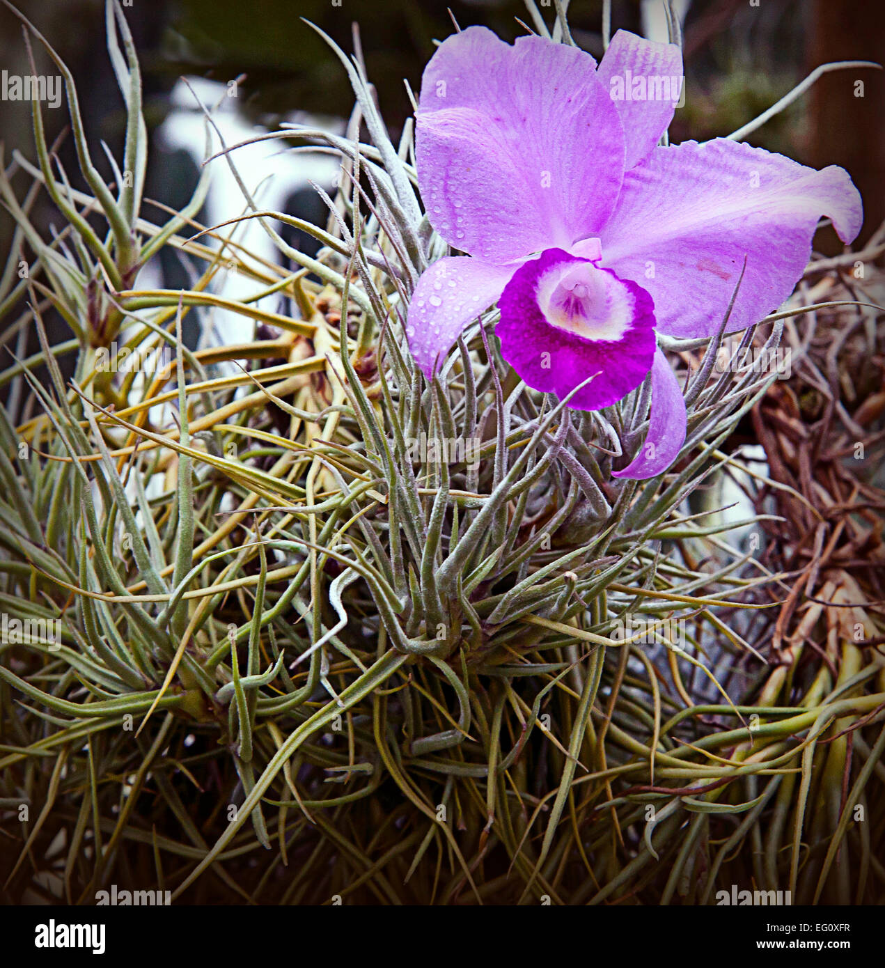 Pink and purple blossom of tropical cattleya orchid Stock Photo