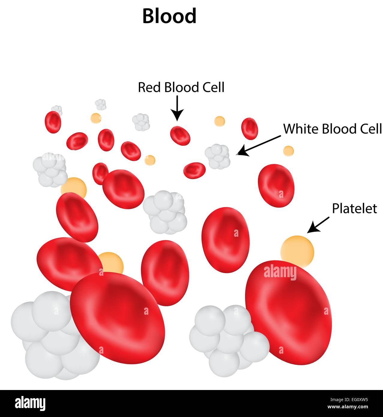 Blood platelet Stock Vector Images - Alamy