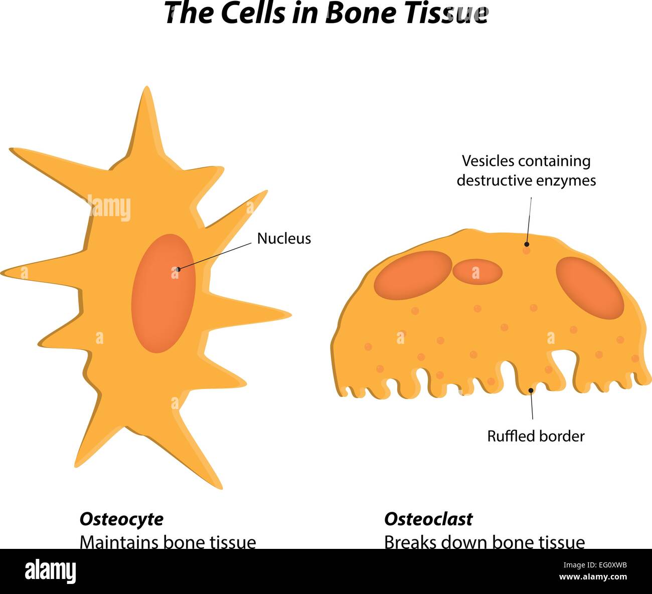 osteocyte cell diagram