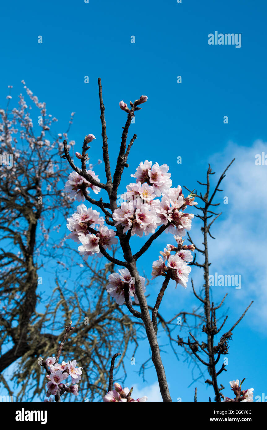 Almond is native to the Middle East but cultivated in many other regions like here in La Palma, one of the Canary Islands. Stock Photo