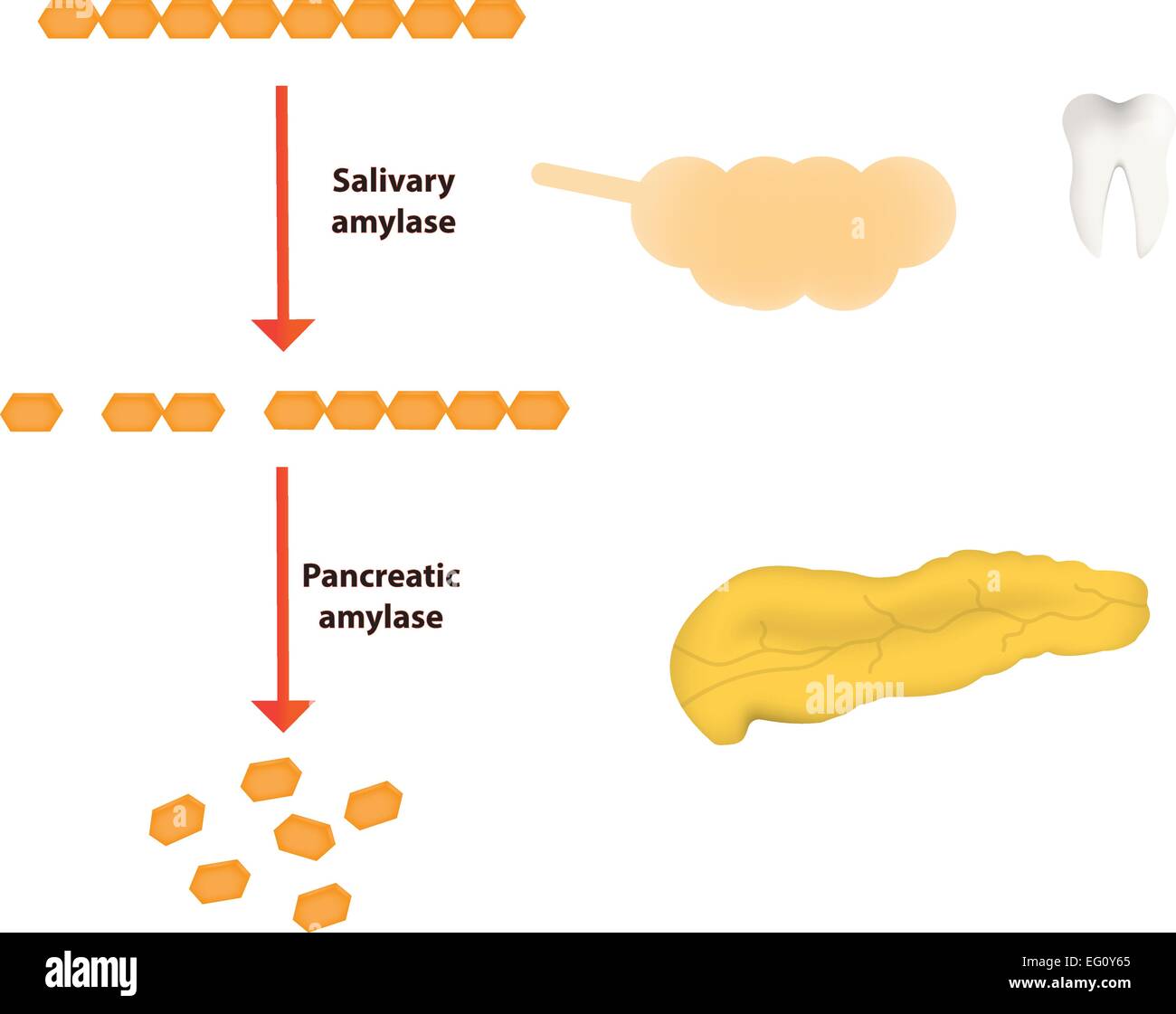 Digesting Sugar With The Amylase In Saliva