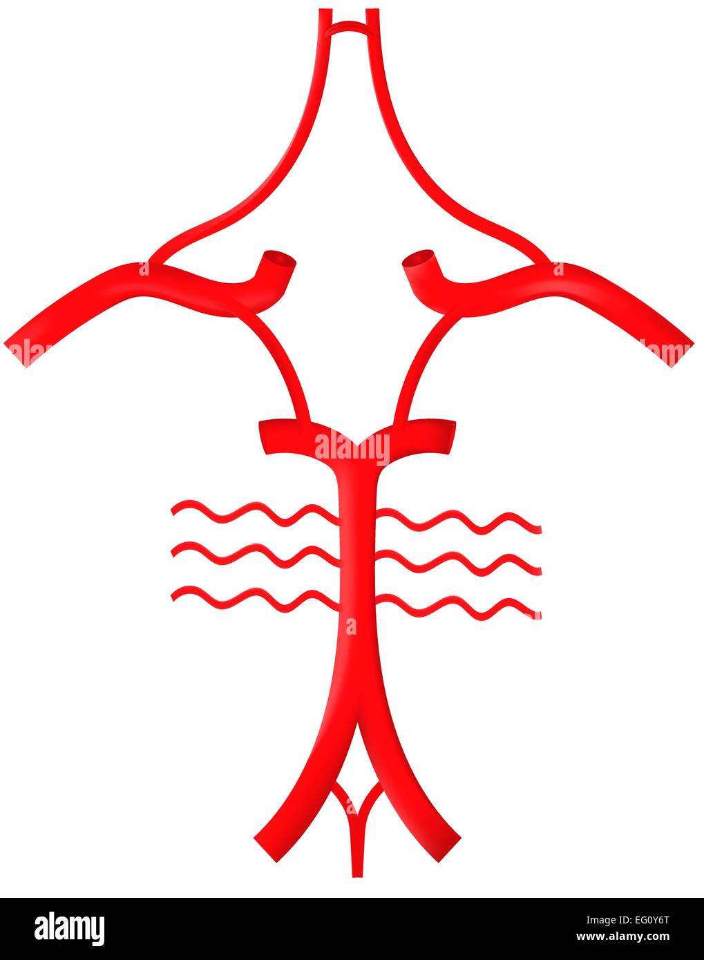 Circle Of Willis Diagram Blank