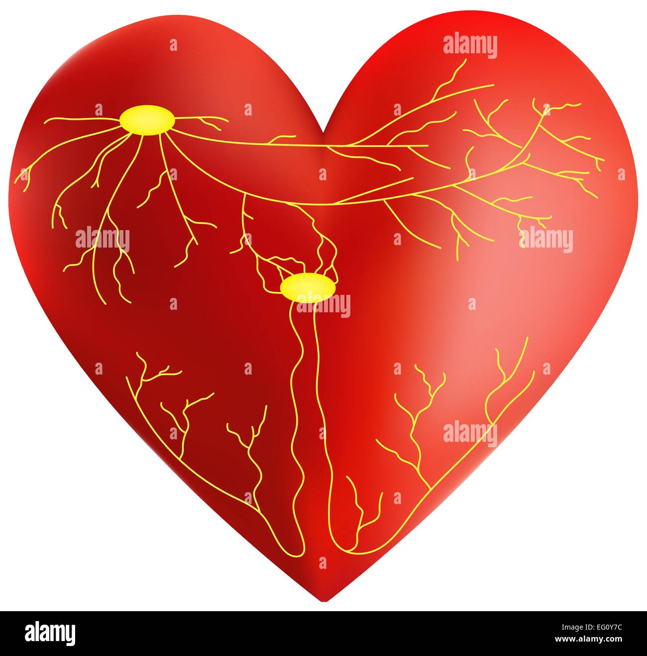 Heart Conducting System Stock Vector