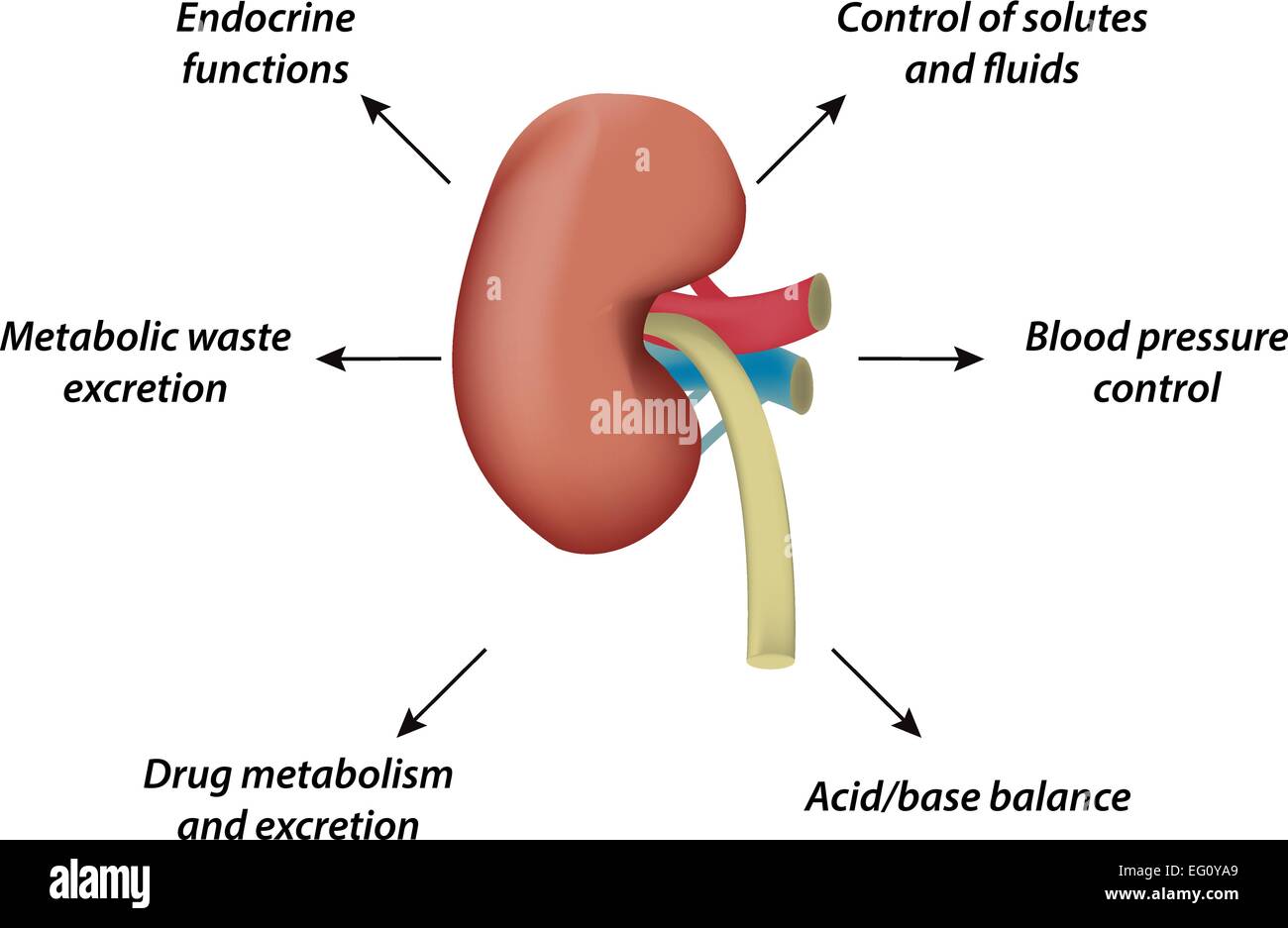 Kidney Physiology Stock Vector