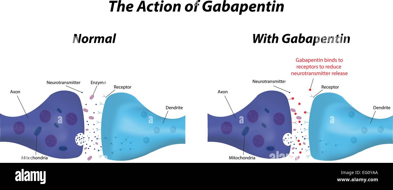 Gabapentin stock vector image art alamy